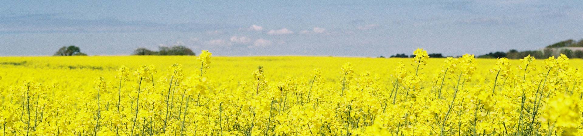 Champ de colza pour bougie végétal